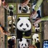 Panda 3D Puzzle