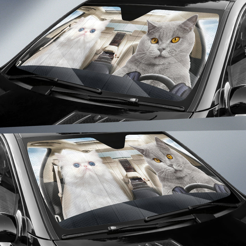 Cute Chubby Cat With White Cat Sunshade