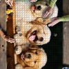 Puppy Cute Jigsaw Puzzle